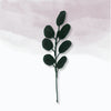 Eternal Geen leaf