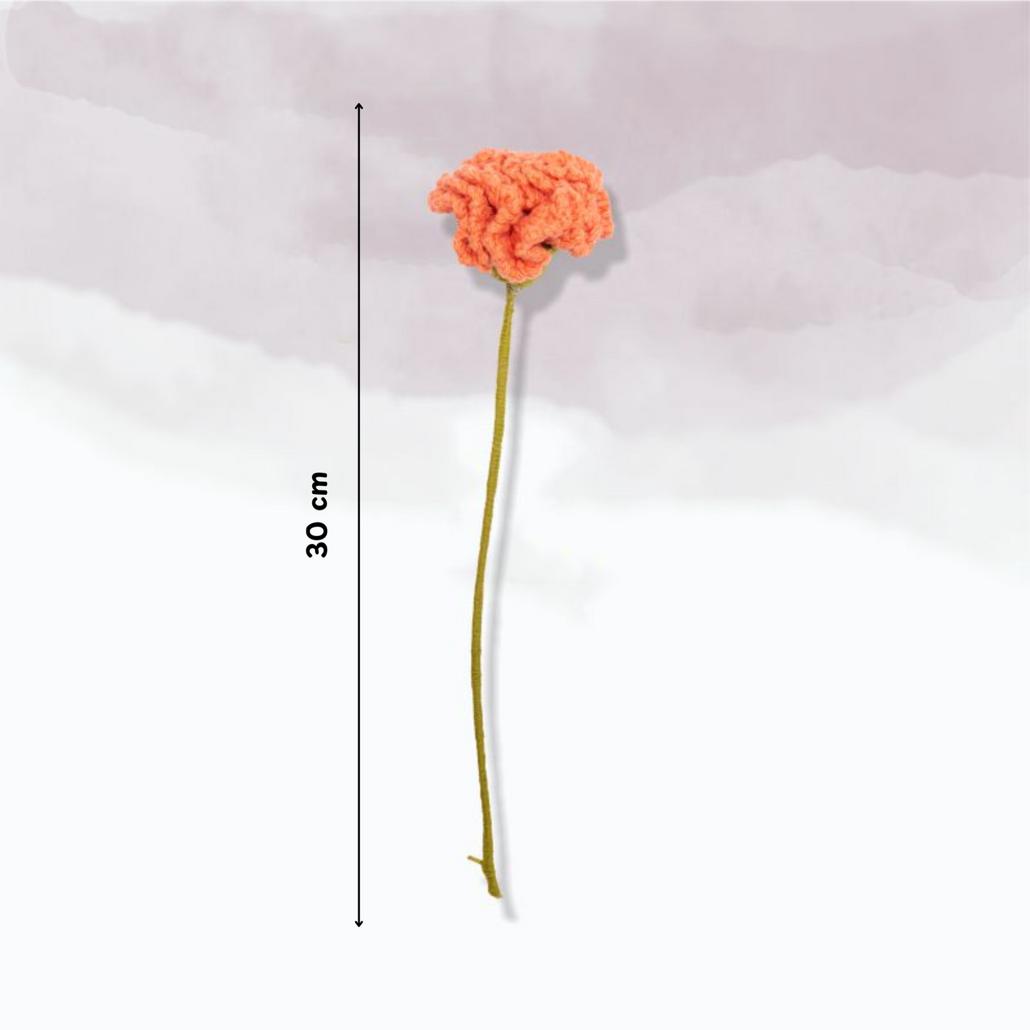 Carnation