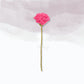 Carnation