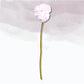 Carnation