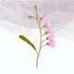Freesia