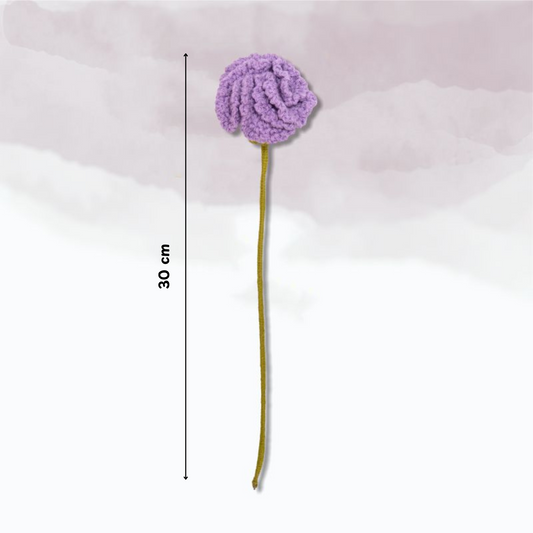 Carnation