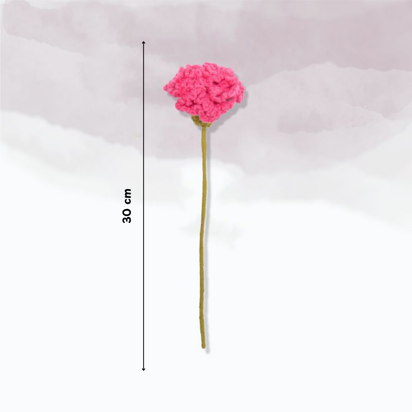 Carnation
