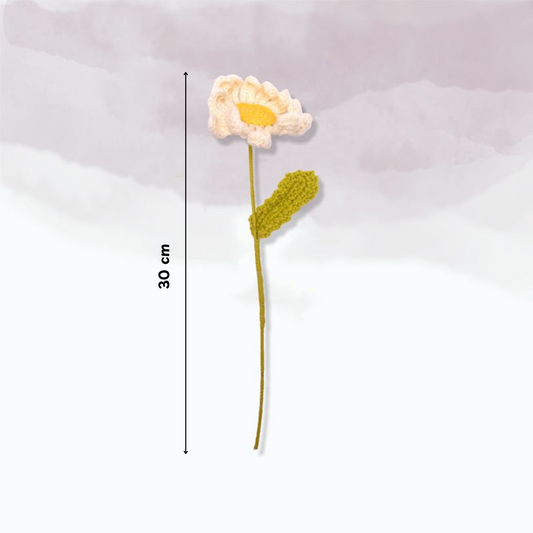 Daisy